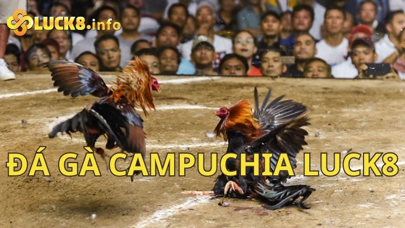 Đá gà Campuchia Luck8 – Hình thức đá gà kịch tính đầy phấn kích 